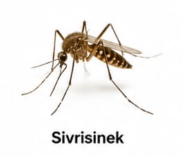Sivrisinek